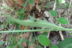 Klasea haussknechtii