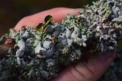 Hypogymnia enteromorpha