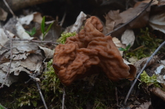 Gyromitra fastigiata