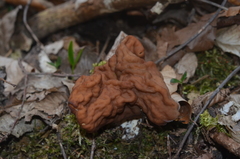 Gyromitra fastigiata