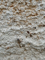 Harmochirus brachiatus