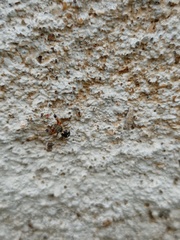 Harmochirus brachiatus