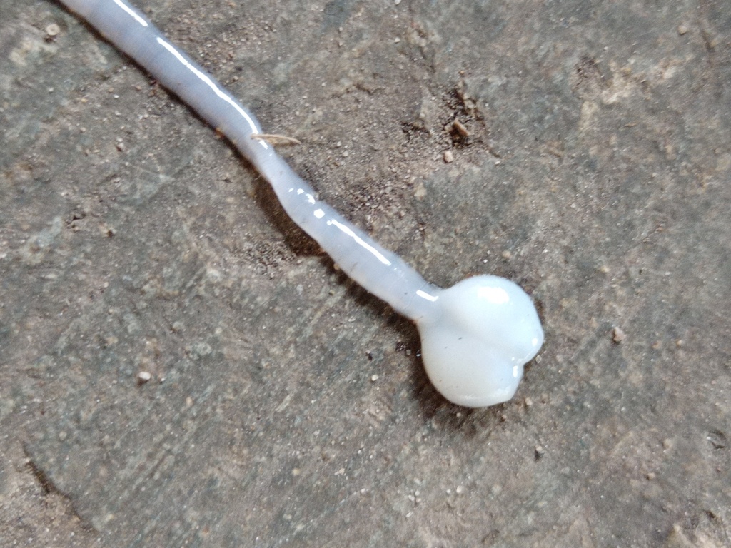 Solenophoridae
