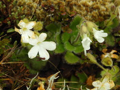 Ourisia spathulata