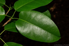 Ficus virens sublanceolata