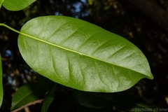 Ficus virens sublanceolata