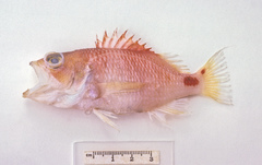 Plectranthias maculicauda
