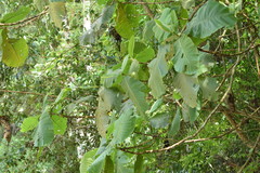 Bathysa australis