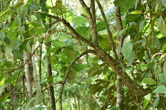 Bathysa australis