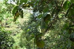 Bathysa australis