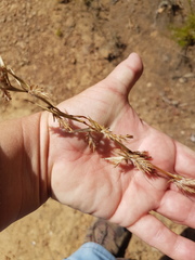 Cymbopogon marginatus