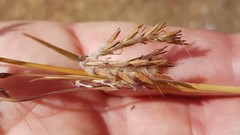 Cymbopogon marginatus