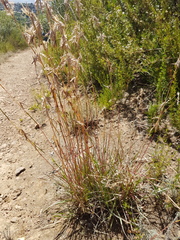 Cymbopogon marginatus