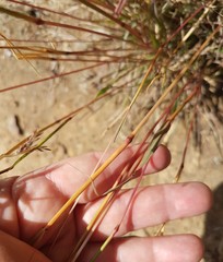 Cymbopogon marginatus