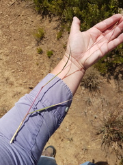 Cymbopogon marginatus