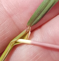 Cymbopogon marginatus