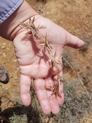 Cymbopogon marginatus