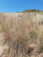 Cymbopogon marginatus