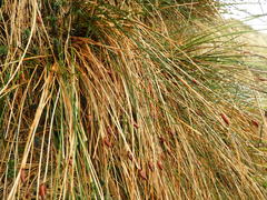 Marsippospermum gracile