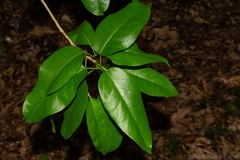 Ficus virens sublanceolata