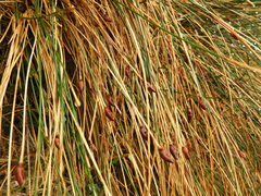 Marsippospermum gracile