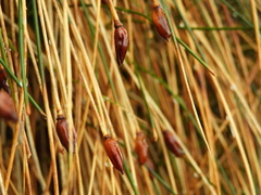 Marsippospermum gracile