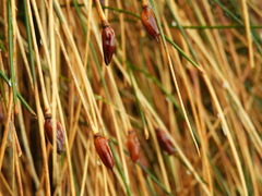 Marsippospermum gracile