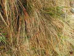 Marsippospermum gracile