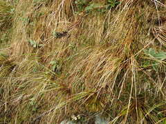 Marsippospermum gracile