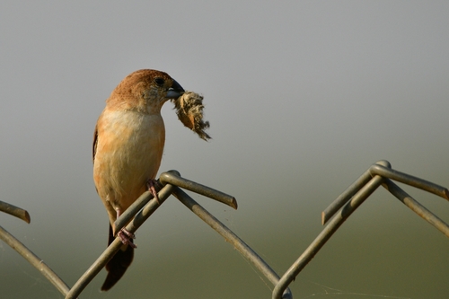 Indian Silverbill