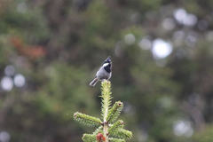 Periparus rubidiventris