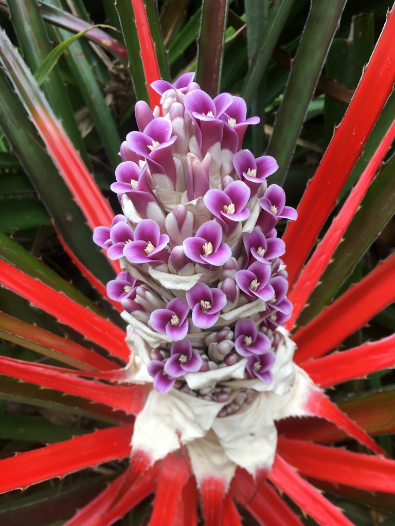Bromelioids
