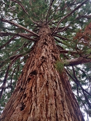 Sequoiadendron giganteum