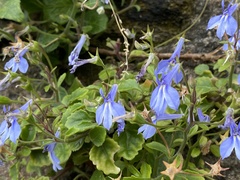 Lobelia cuneifolia
