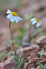 Anthemis cretica iberica