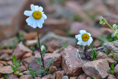 Anthemis cretica iberica