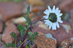 Anthemis cretica iberica