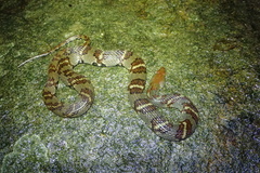 Trimerodytes aequifasciatus