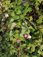 Symphoricarpos × chenaultii