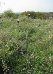 Xeranthemum cylindraceum