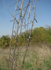 Xeranthemum cylindraceum
