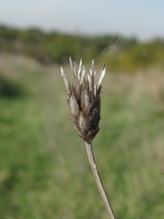 Xeranthemum cylindraceum