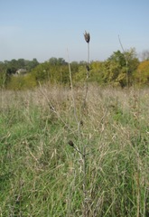 Xeranthemum cylindraceum