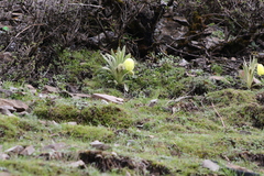 Meconopsis integrifolia