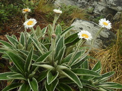 Celmisia verbascifolia