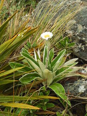 Celmisia verbascifolia