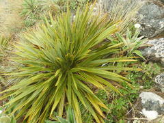 Celmisia verbascifolia