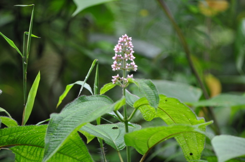 Miconia subcrustulata, photograph 2