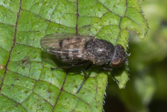 Paralimna punctipennis