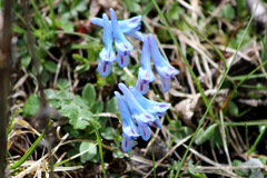 Corydalis pachycentra